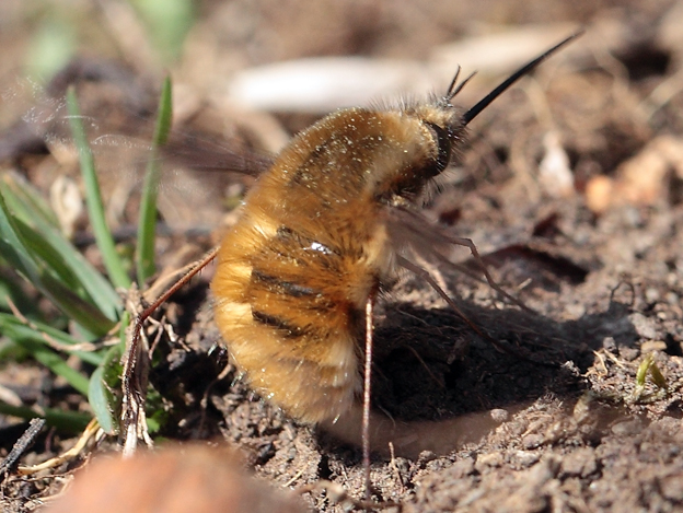 Bombyliidae da id.